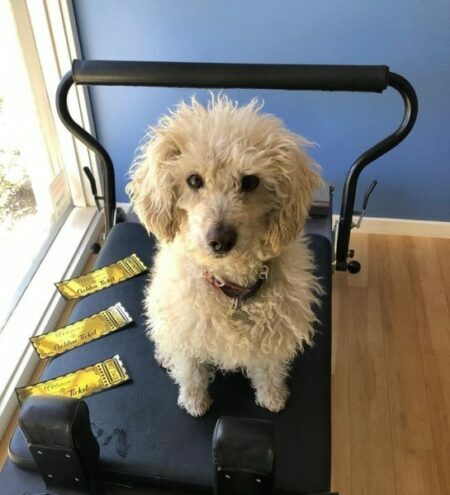 pup Pilates Can